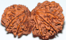 guri shanker rudraksha  beads hyderabad